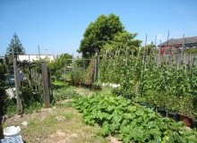 Kwikfynd Vegetable Gardens
numberone